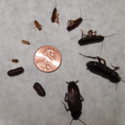 What to do when you see BABY ROACHES? | FIND OUT HERE