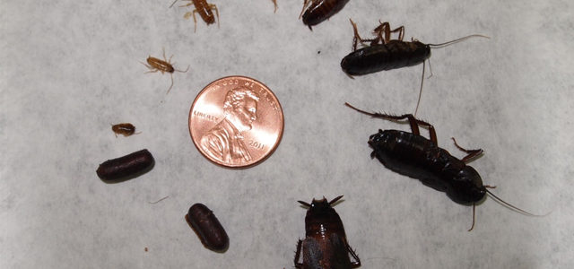 What to do when you see BABY ROACHES? | FIND OUT HERE