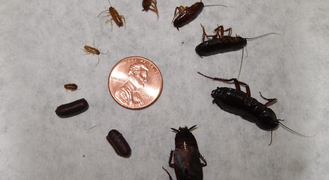 What to do when you see BABY ROACHES? | FIND OUT HERE